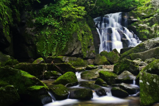 木王山赏高山杜鹃花海一日游